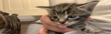 British Shorthair 1