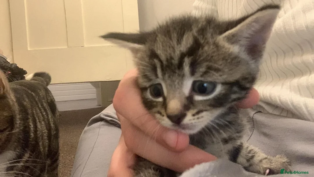 British Shorthair cats for sale: Kittens  - Advert 7