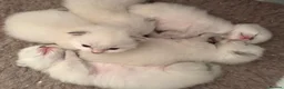 Ragdoll cats for sale: Beautiful GCCF Ragdoll Kittens  - Advert 19