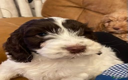 Cockapoo dogs for sale: Chunky Cockapoo Puppies - Image 20