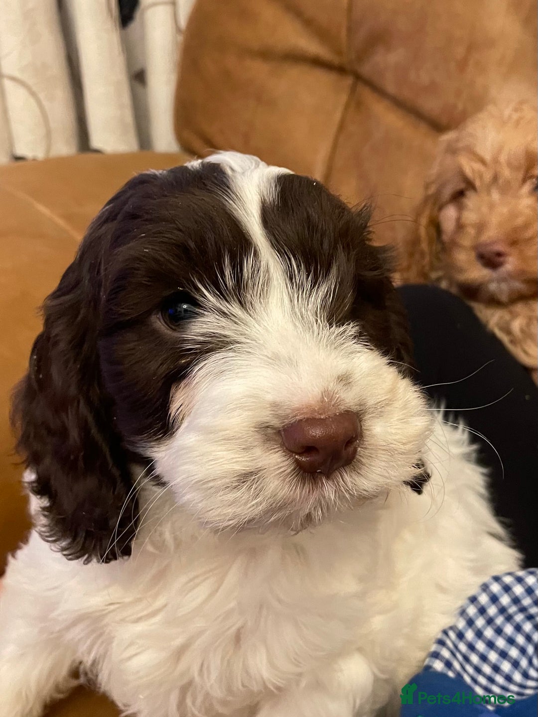 Cockapoo dogs for sale: Chunky Cockapoo Puppies - Image 20