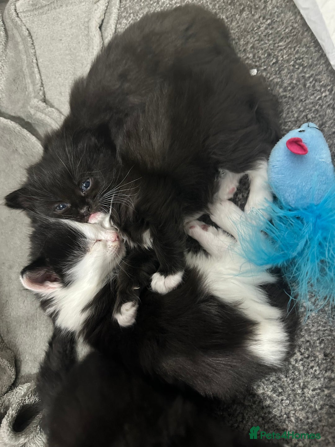 Siberian cats for sale: 5 Siberian Kittens & Mother Cat Available - Advert 1