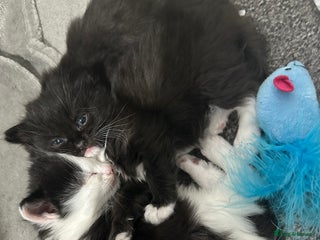 Siberian cats 5 Siberian Kittens & Mother Cat Available - Advert 2