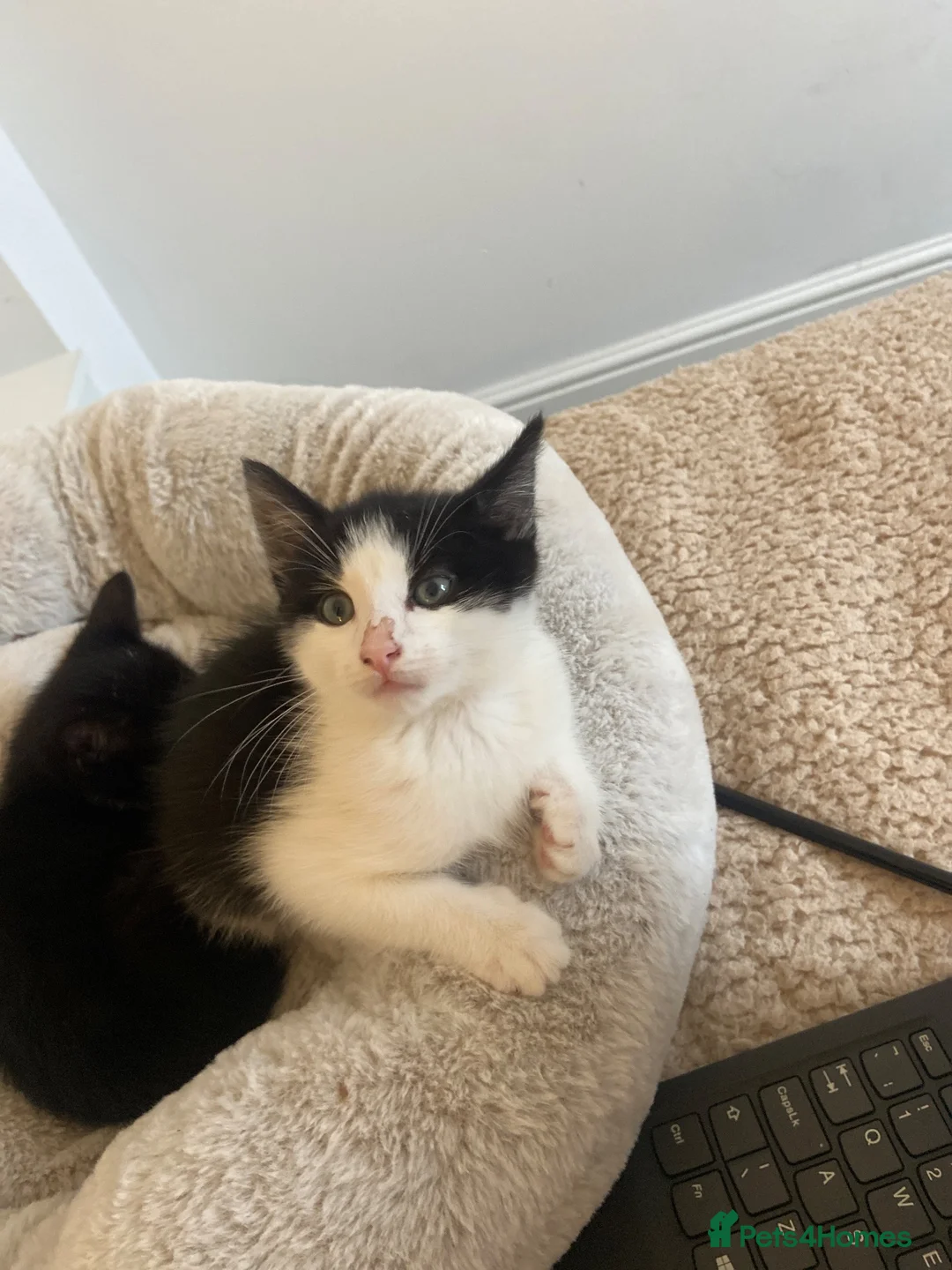 American Shorthair cats for sale: two beautiful male kittens in Bolton - Advert 4