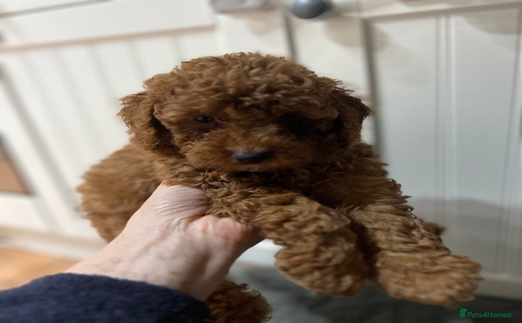 Toy Poodle dogs KC Registered Red Toy Poodles ready from 14.11.25 - Advert 13