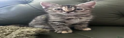 Mixed Breed cats for sale: British shorthair x bengal  - Advert 2