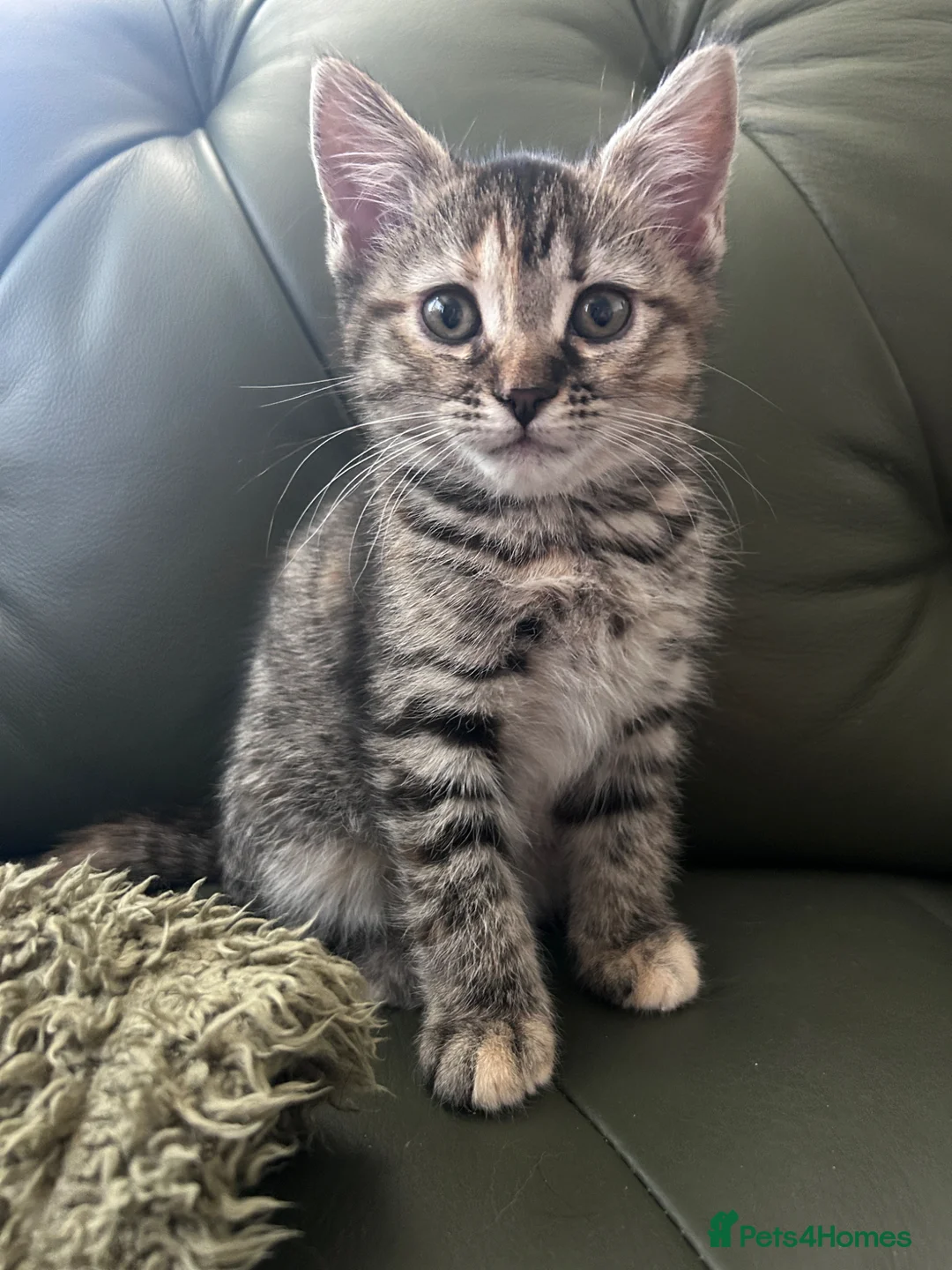 Mixed Breed cats for sale: British shorthair x bengal  - Advert 2