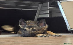 German Shepherd dogs for sale: 1year old German shepherd female  - Image 2
