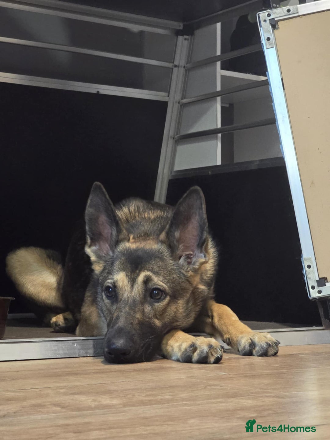 German Shepherd dogs for sale: 1year old German shepherd female  - Image 2