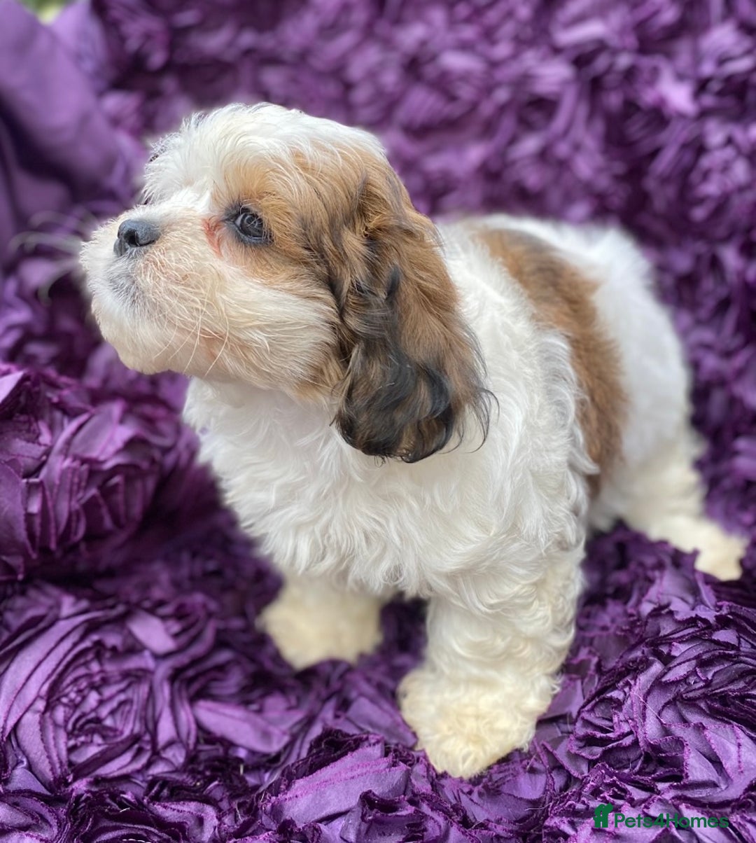 Shih Tzu dogs for sale: 🌟OUTSTANDING MALSHIPOO LITTER🌟Ready from 4/10/25 - Image 10