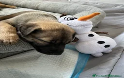 Mixed Breed dogs for sale: GSD X BELGIAN MALI PUPS X - Image 2