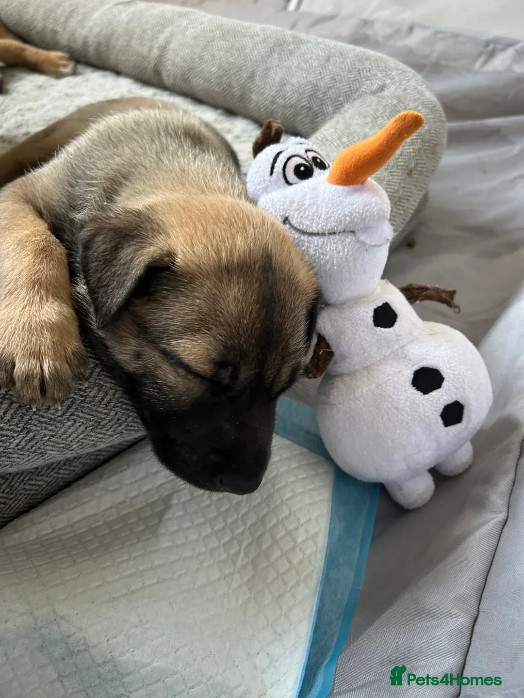 Mixed Breed dogs for sale: GSD X BELGIAN MALI PUPS X - Image 2