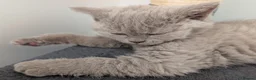 Selkirk Rex cats for sale: 😻 Stunning Selkirk Rex Kittens 😻 - Advert 30