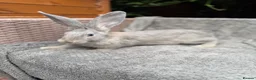 Continental Giant rabbits for sale: Continental Giant Baby Rabbit in Dereham - Advert 4
