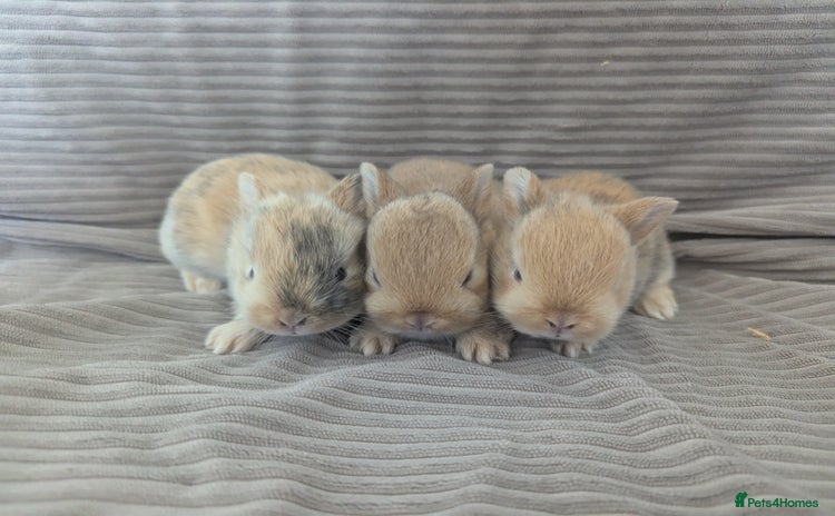 Netherland Dwarf rabbits - Advert 10