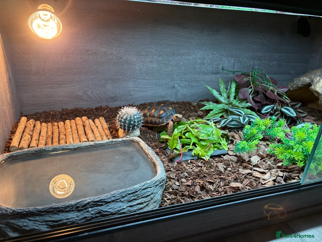 Tortoise reptiles for sale: Red footed tortoise  - Advert 4