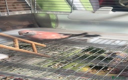 Parakeets birds for sale: 2 Rosa bourkes  - Image 2