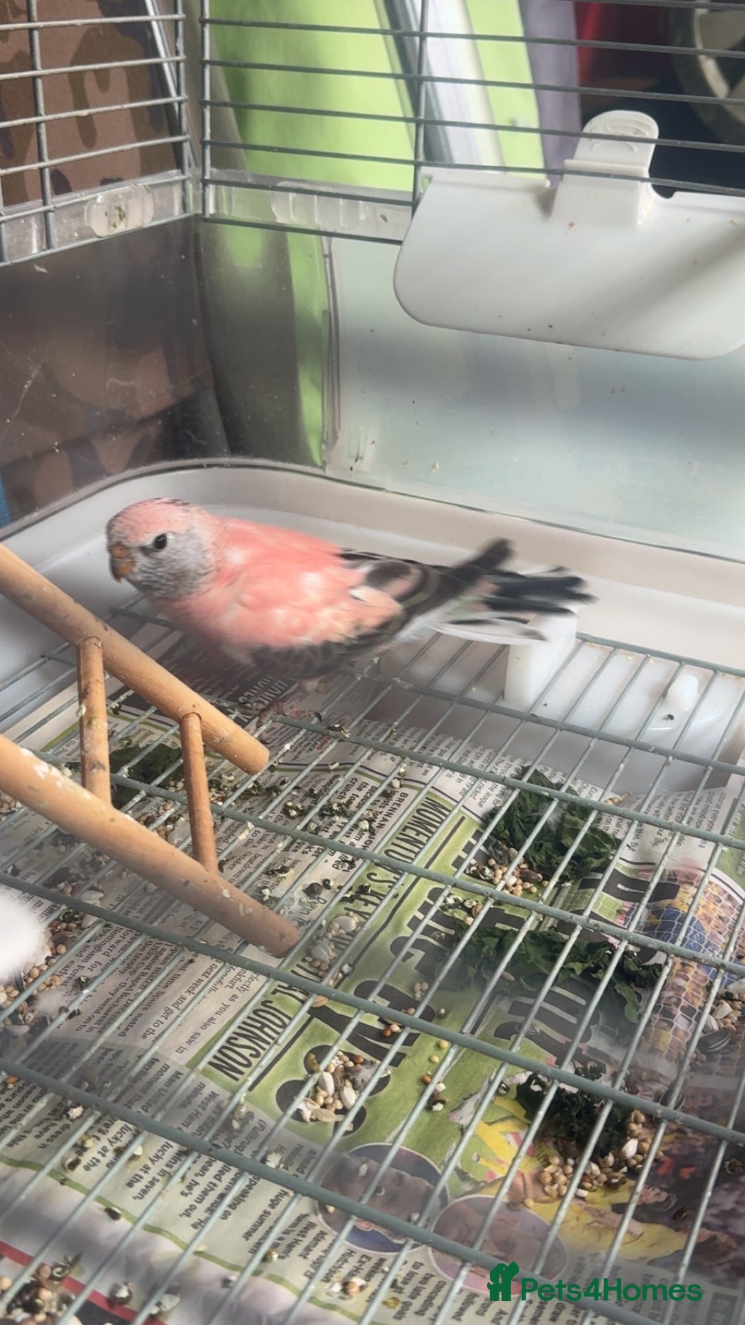 Parakeets birds for sale: 2 Rosa bourkes  - Image 2