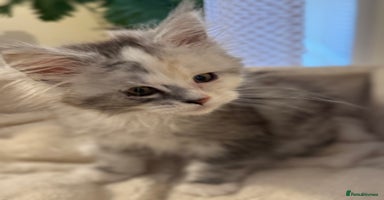 Maine Coon cats - Advert 2