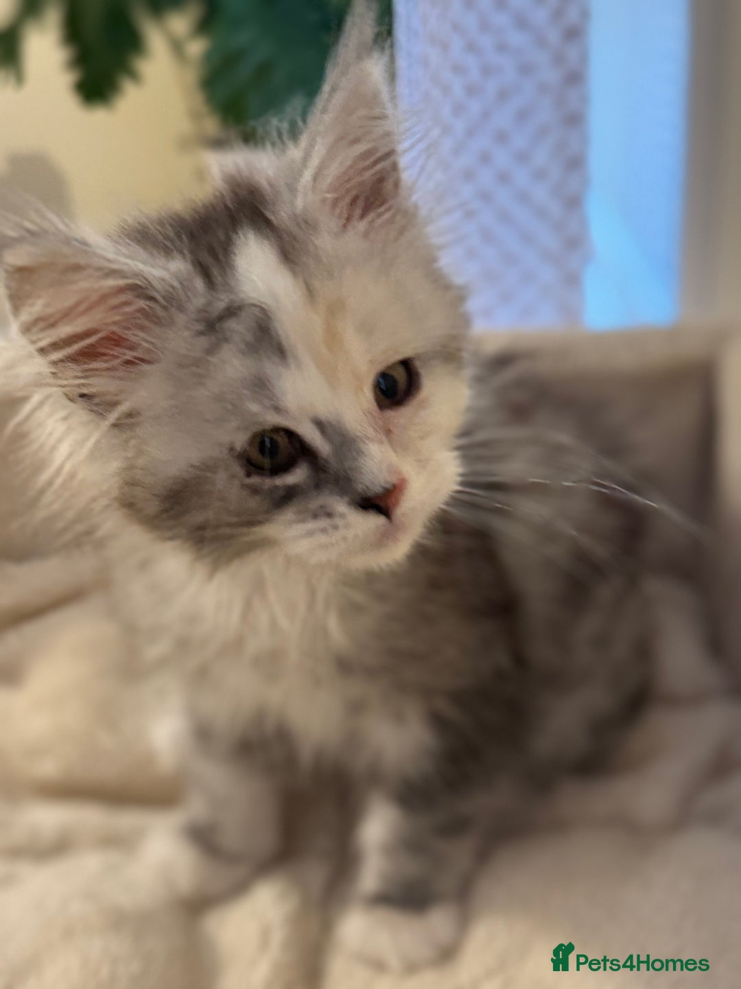 Maine Coon cats for sale: Perfect Maine Coon kittens from Shaded parents  - Image 3