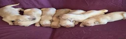 Goldador dogs for sale: Gorgeous KC Line Goldador Puppies 🐾  - Advert 16