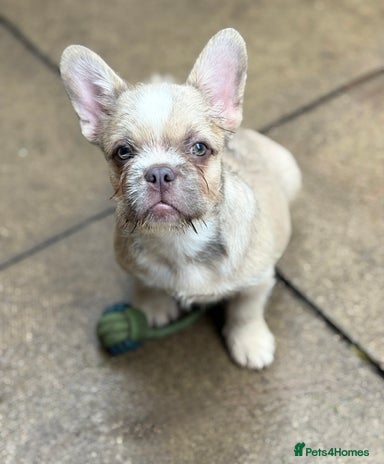 French Bulldog dogs - Advert 1