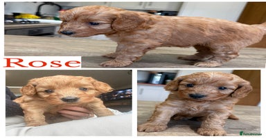 Cockapoo dogs - Advert 15