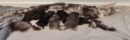 Maine Coon cats for sale: Maine coon kittens  - Advert 10