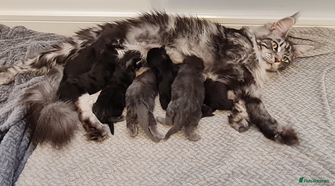 Maine Coon cats for sale: Maine coon kittens  - Advert 10