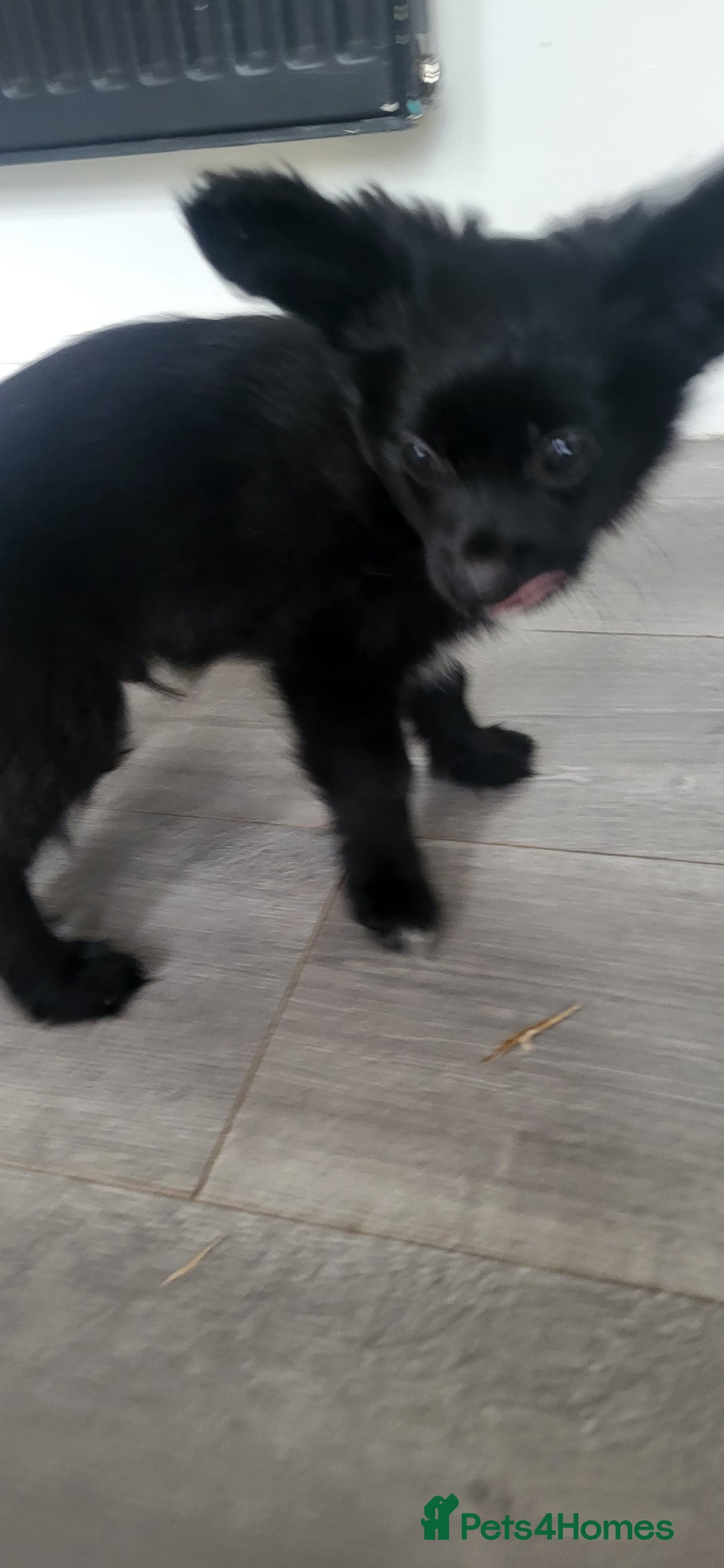 Mixed Breed dogs for sale: Amazing papillon cross  puppies. Ready to go. - Image 10