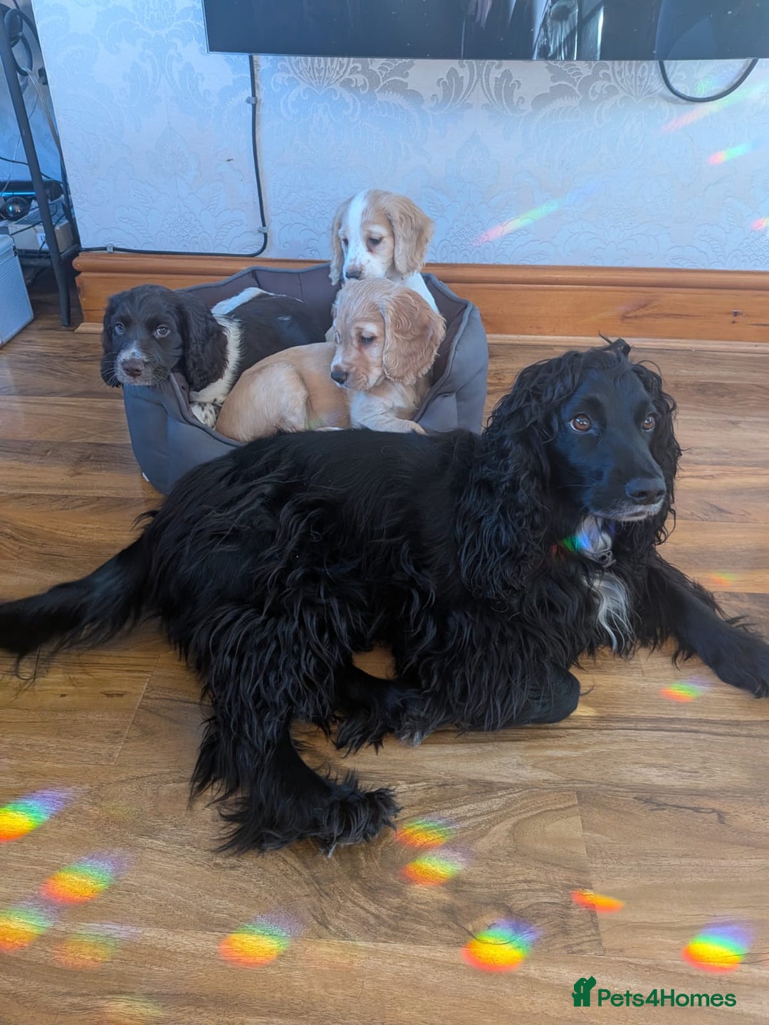 Cocker Spaniel dogs for sale: Cocker spaniels  - Advert 11