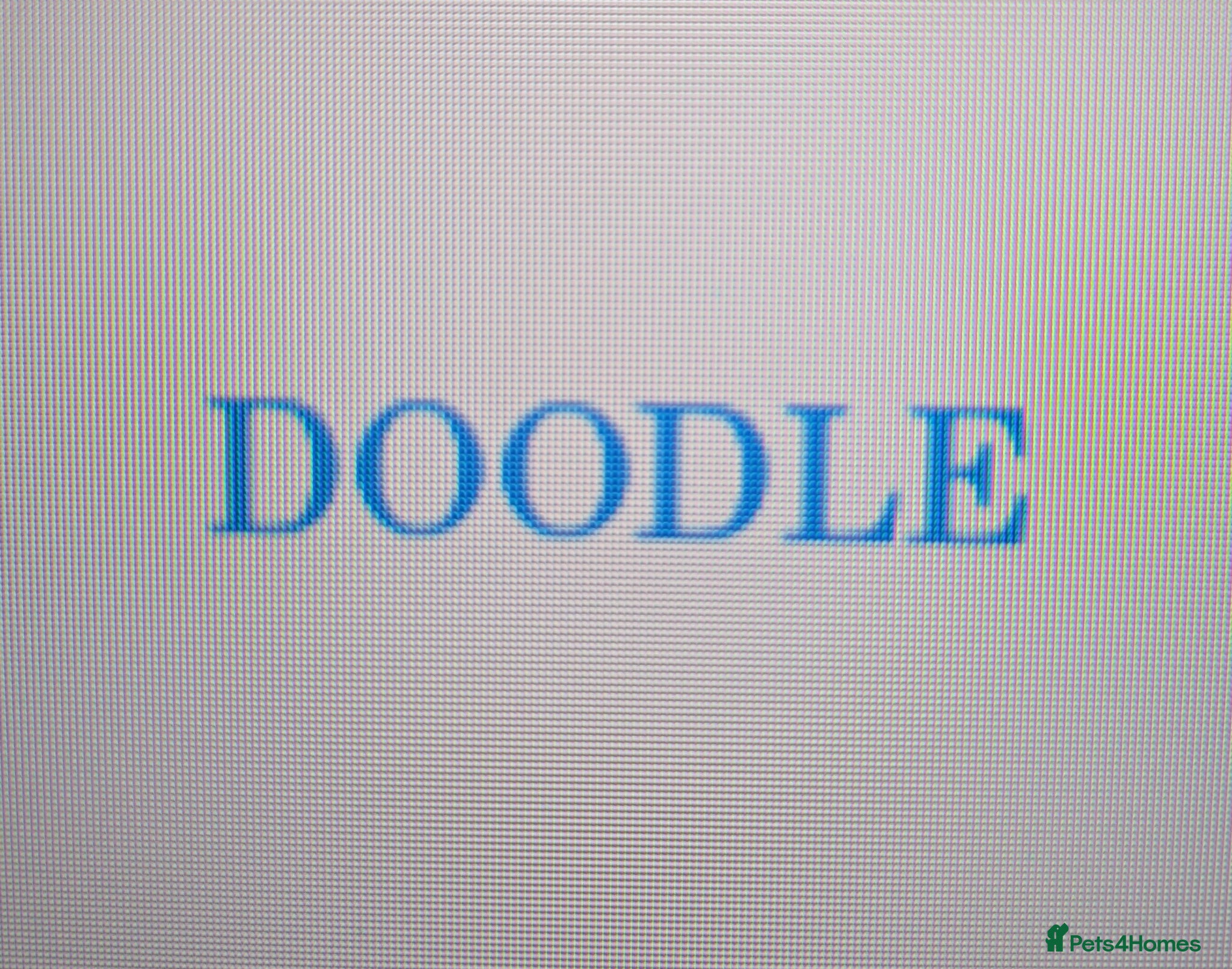 Cockapoo dogs 5 ⭐ DNA tested F1 cockapoos - Advert 2
