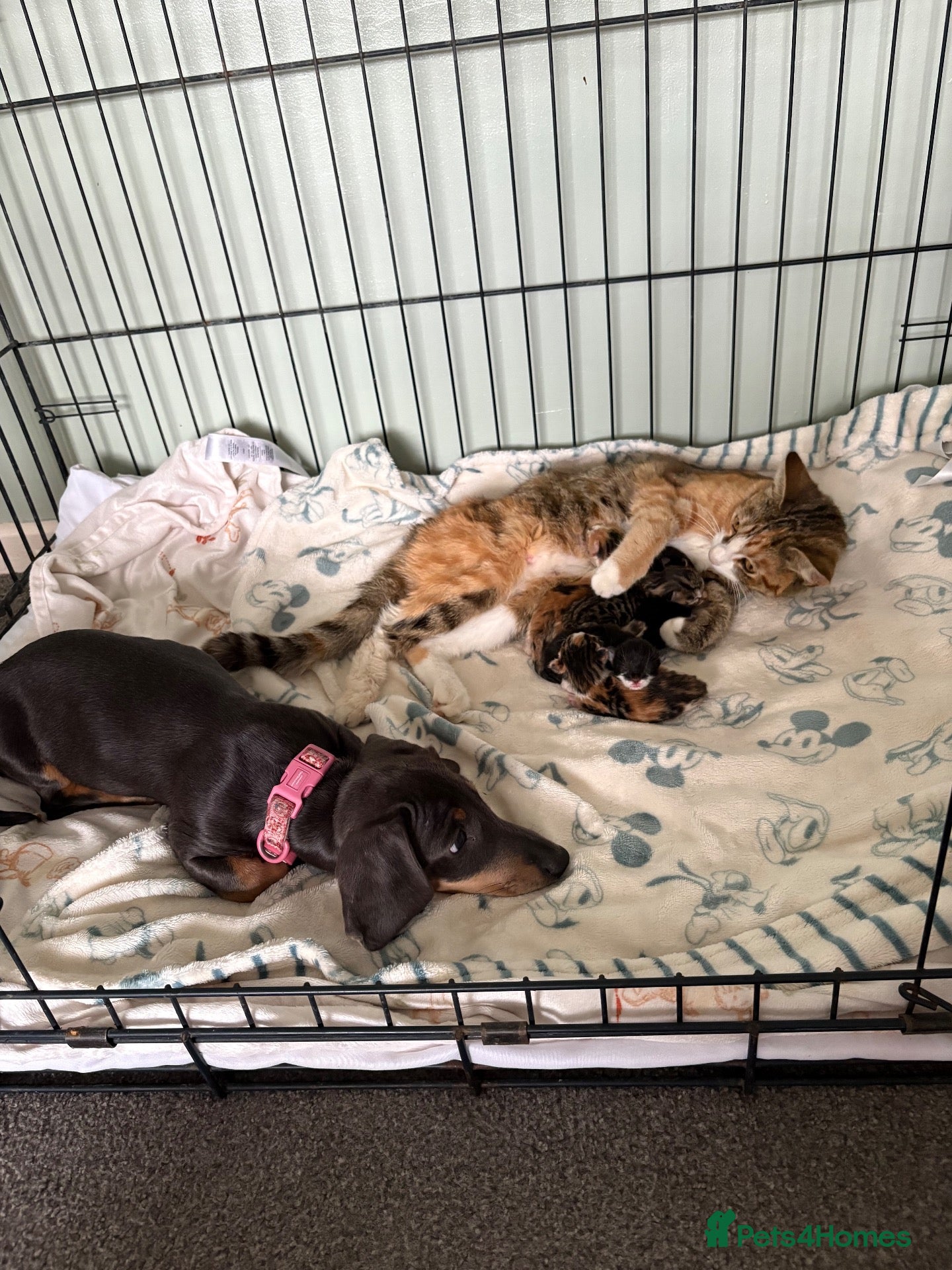 Mixed Breed cats 1 male kitten available  - Advert 1