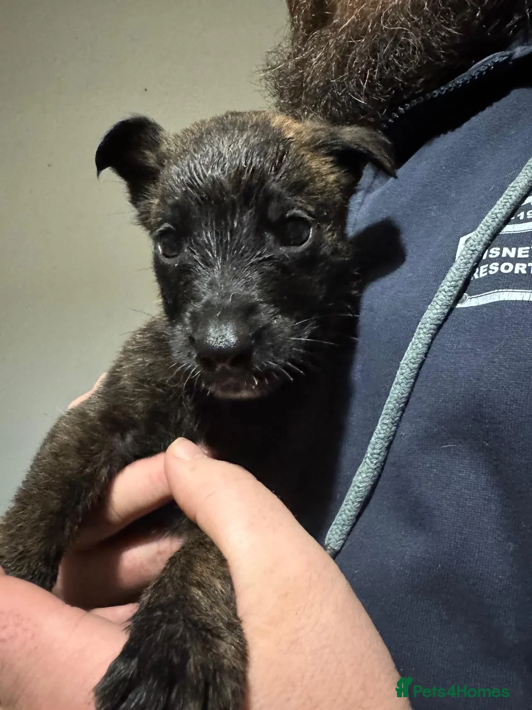 Mixed Breed dogs for sale: Belgian malinois shepherd  ** tiff puppies - Advert 4