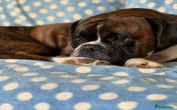 Boxer dogs for sale: Champion sired Lovely  Boxer Puppy Available  - Image 16