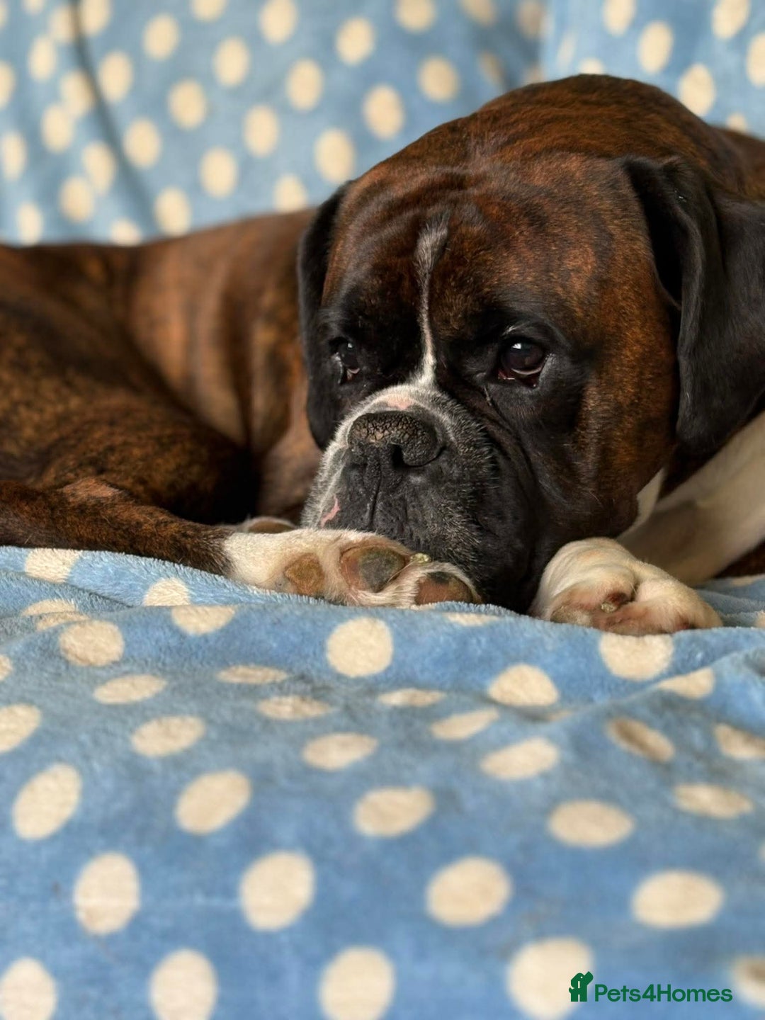 Boxer dogs for sale: Champion sired Lovely  Boxer Puppy Available  - Image 16