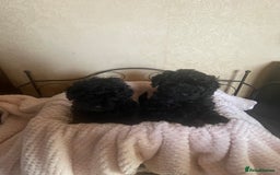 Mixed Breed dogs for sale: Hungarian puli cross miniature poodle puppies - Image 12