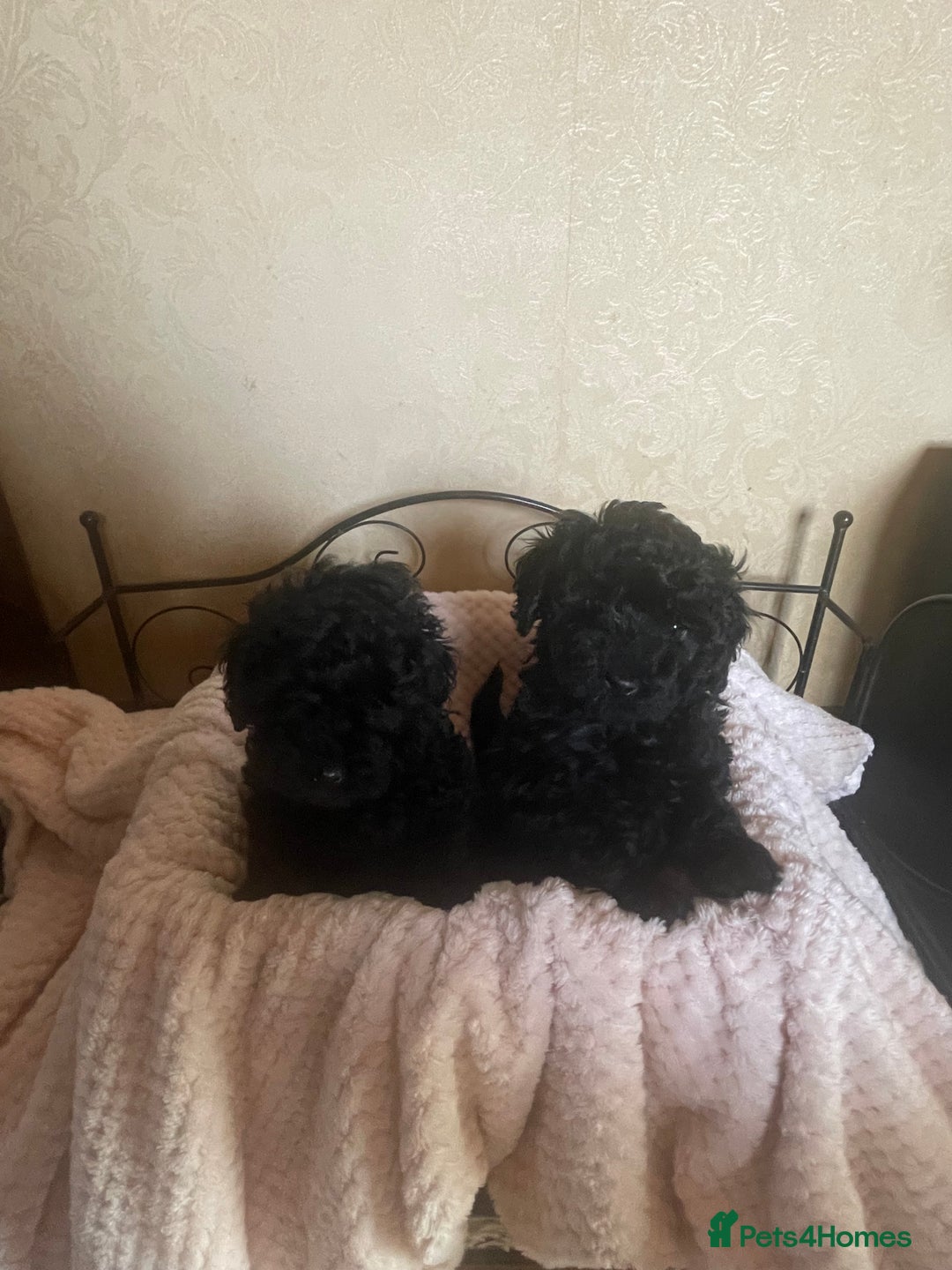 Mixed Breed dogs for sale: Hungarian puli cross miniature poodle puppies - Image 12
