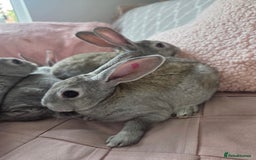 Rex rabbits for sale: 🐰 Beautiful mini rex babies 🐰 - Image 11