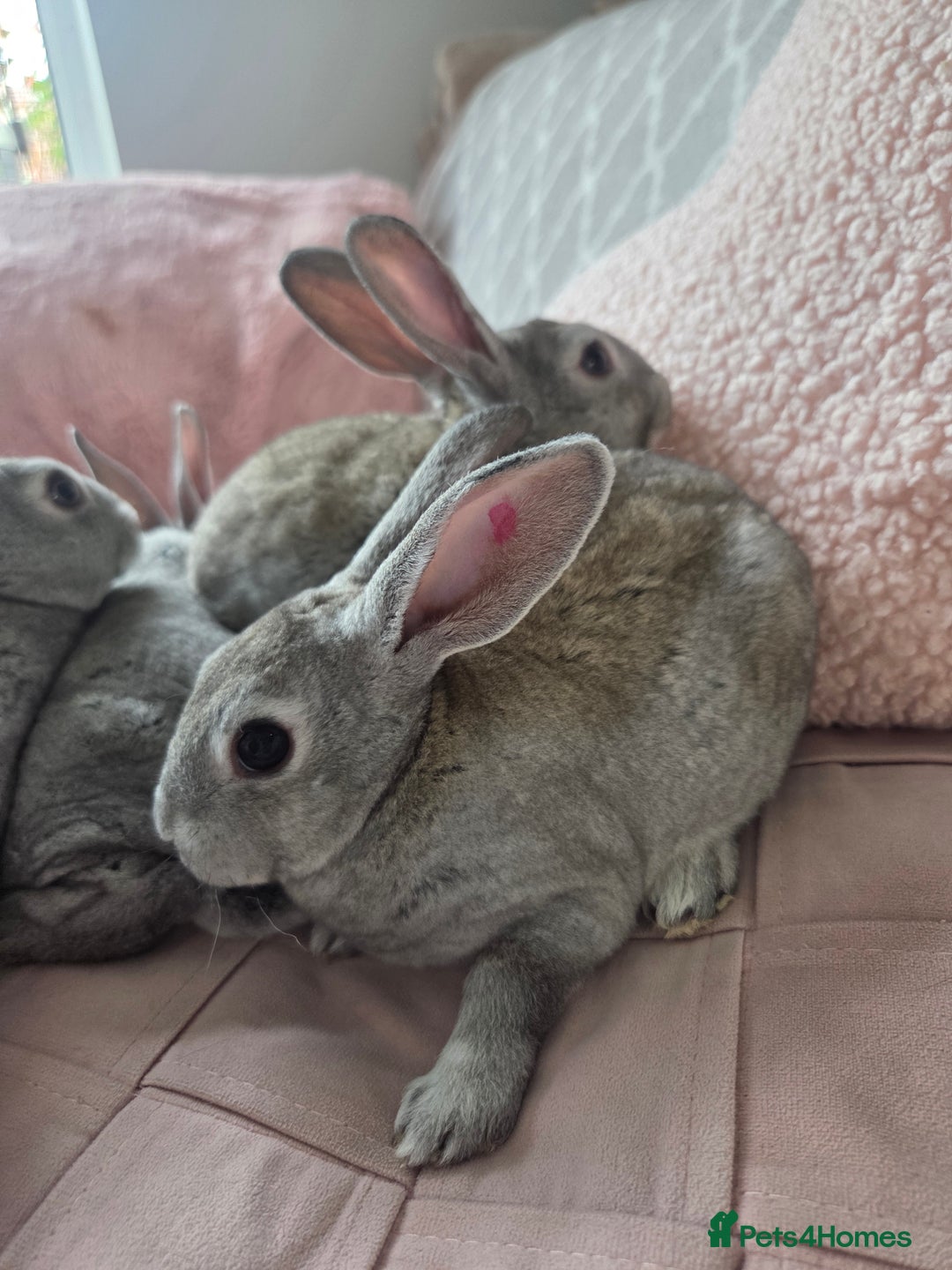 Rex rabbits for sale: 🐰 Beautiful mini rex babies 🐰 - Image 11