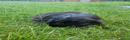 Guinea Pig rodents for sale: Bonded beautiful boys in Barnsley - Advert 2