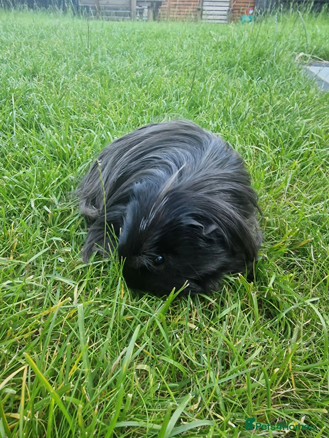 Guinea Pig rodents for sale: Bonded beautiful boys in Barnsley - Advert 2