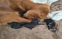 Cocker Spaniel dogs for sale: Working cocker Spaniel puppies KC registered  - Image 25