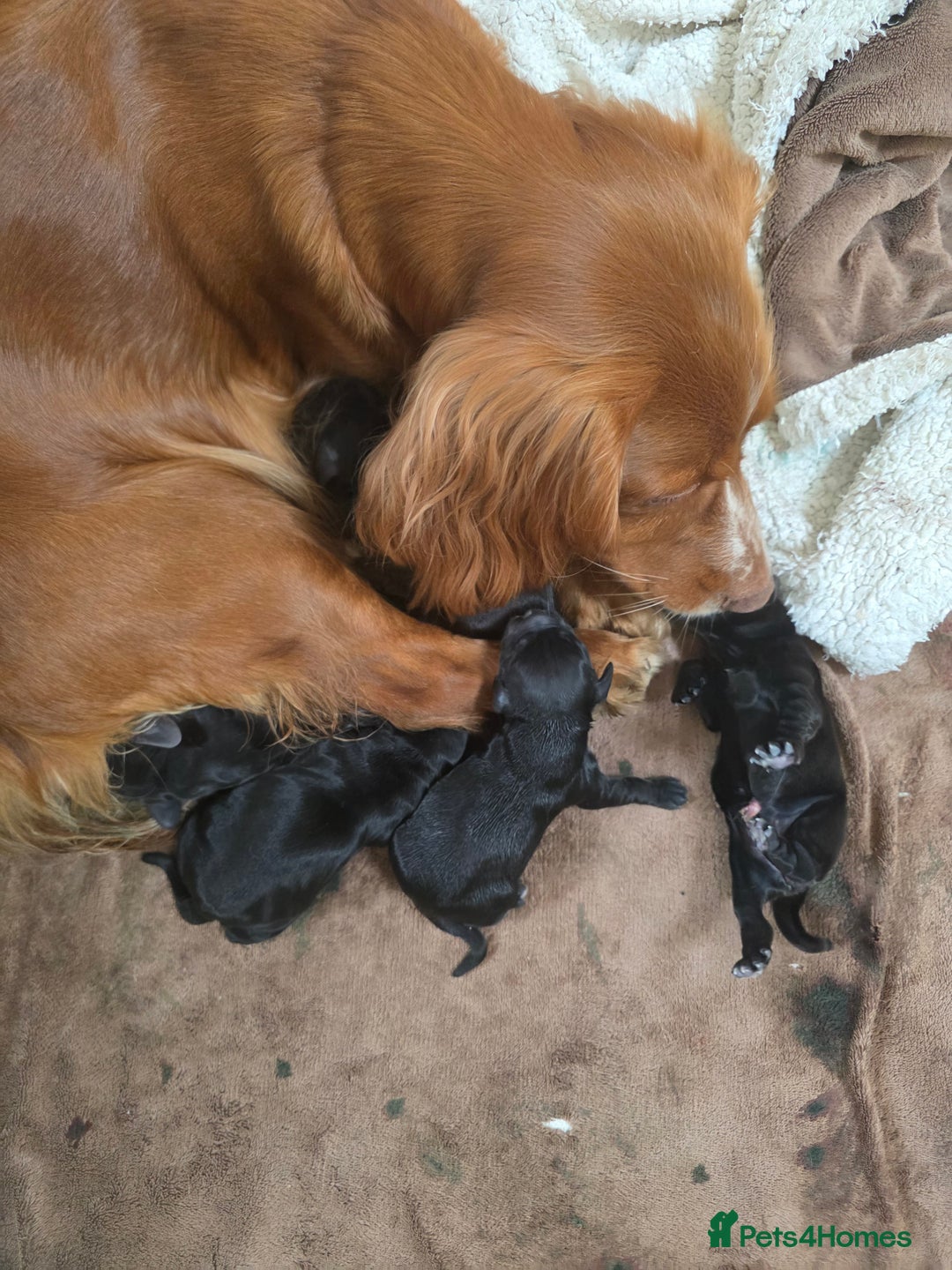 Cocker Spaniel dogs for sale: Working cocker Spaniel puppies KC registered  - Image 25