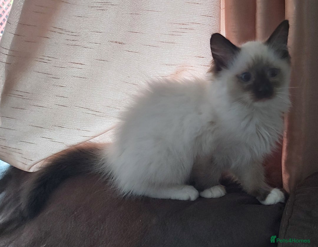 Ragdoll cats for sale: RAGDOLL SEAL POINT BLUE EYES READY NOW! - Image 21