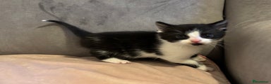 Mixed Breed Kitten 2 black and white male with white tip on tail 