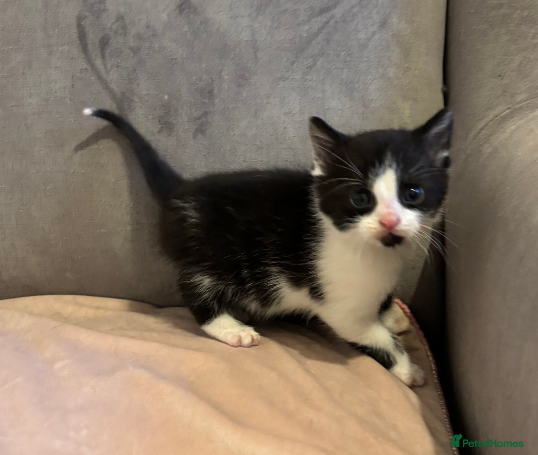Mixed Breed cats for sale: Kittens stunning Mainecoon cross babies 🐈❤️ - Advert 11