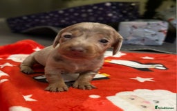 Miniature Dachshund dogs for sale: 6 Miniature dacshund puppies  - Advert 9