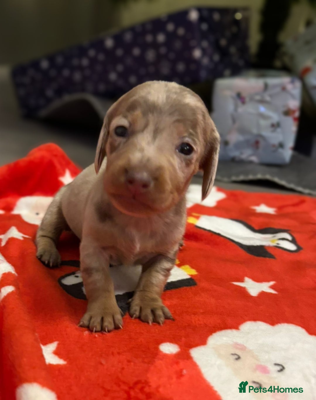 Miniature Dachshund dogs for sale: 6 Miniature dacshund puppies  - Advert 9