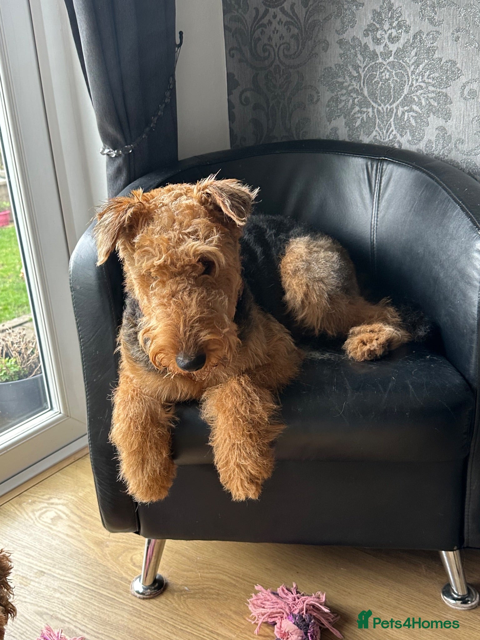 Airedale Terrier dogs Airedale  - Advert 1